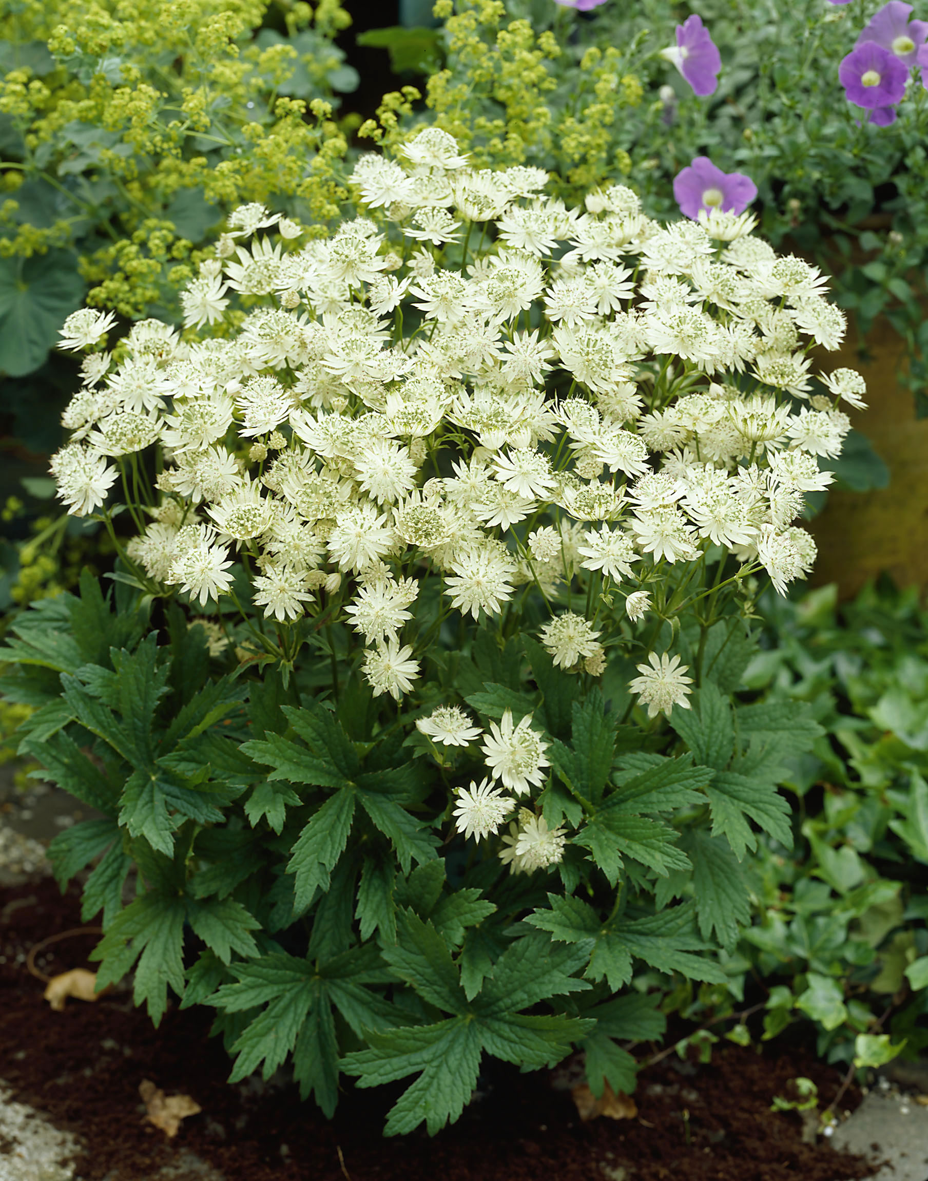 Astrancija “Snow Star”