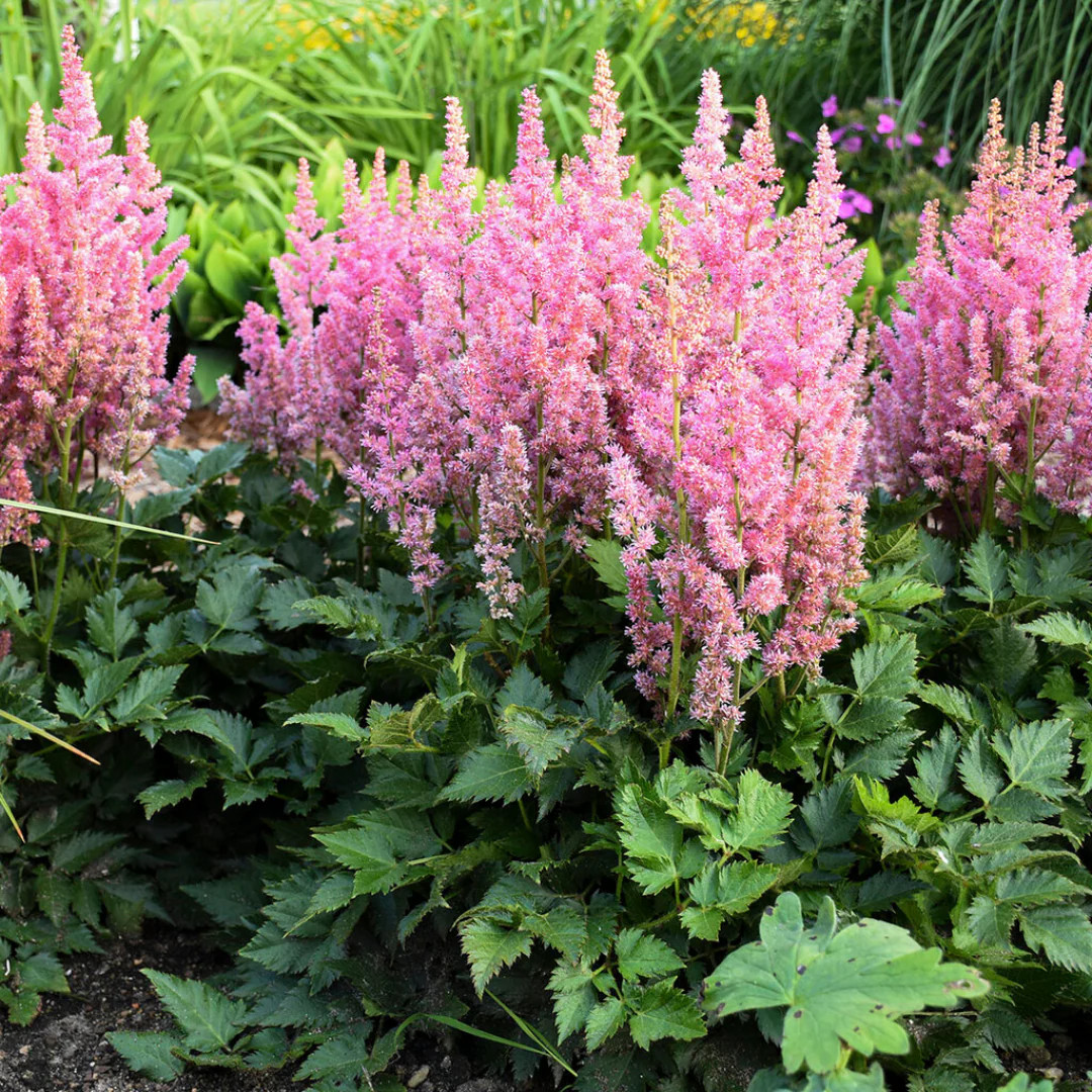Astilbė “Little Vision in Pink”