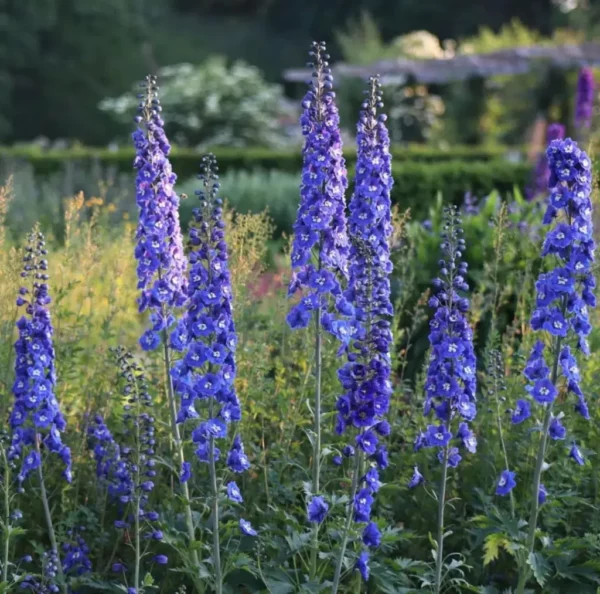 Blue-bird2-1024x1013