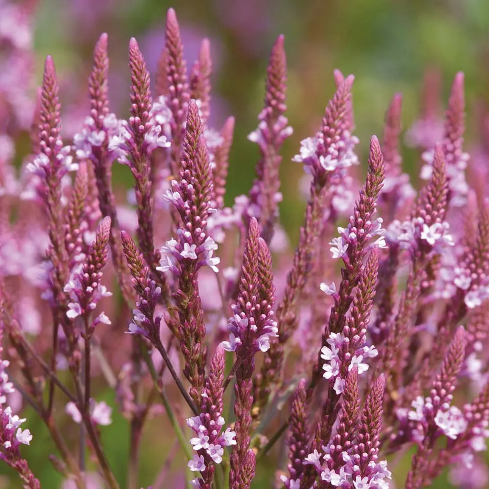 Verbena Strėlialapė „Rosea”