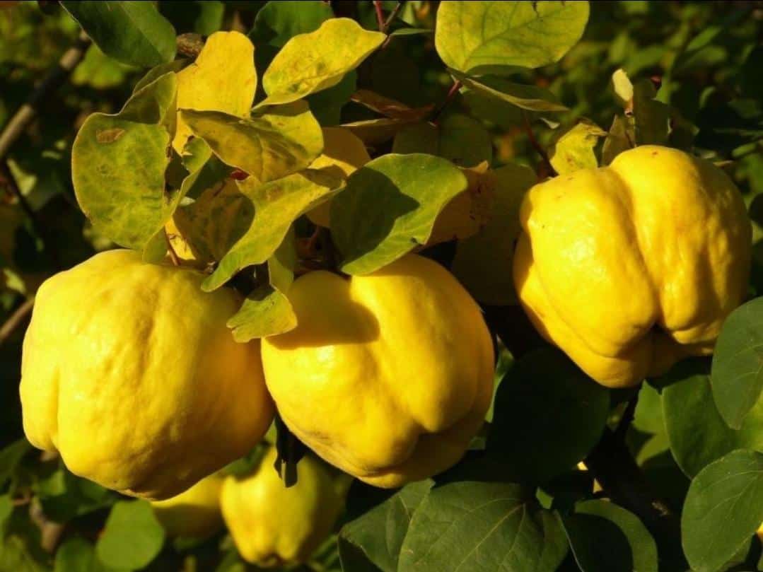 Obuolinė Cidonija