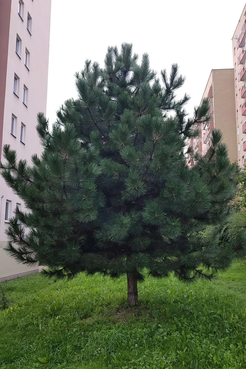 Juodoji pušis